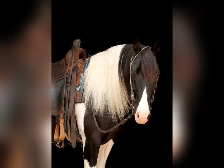 Quarter horse américain Hongre 11 Ans 147 cm Tobiano-toutes couleurs in Hugo MN