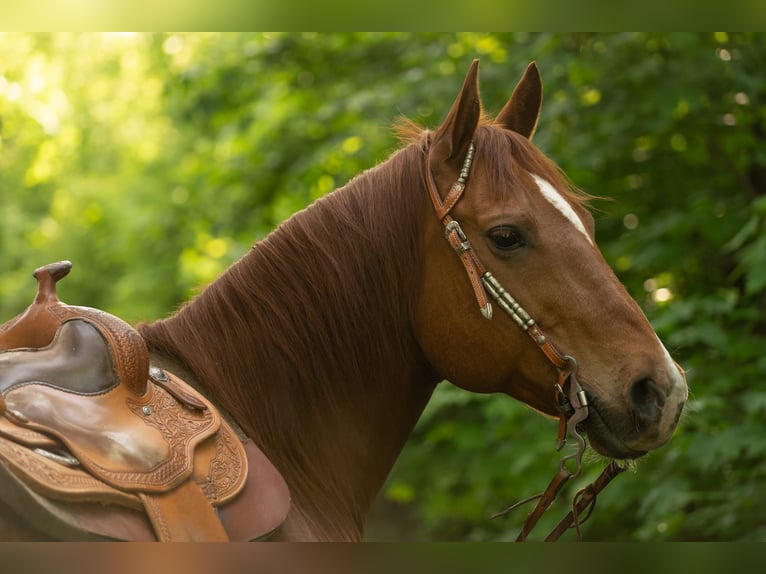 Quarter horse américain Hongre 11 Ans 148 cm Alezan brûlé in Markranstädt
