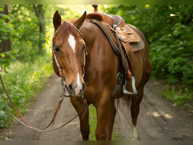 Quarter horse américain Hongre 11 Ans 148 cm Alezan brûlé in Markranstädt