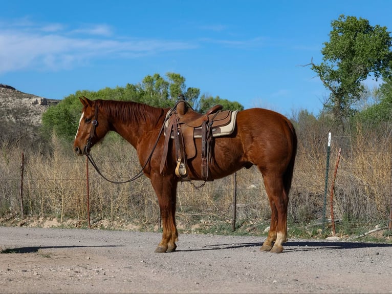 Quarter horse américain Hongre 11 Ans 150 cm Alezan brûlé in Camp Verde AZ