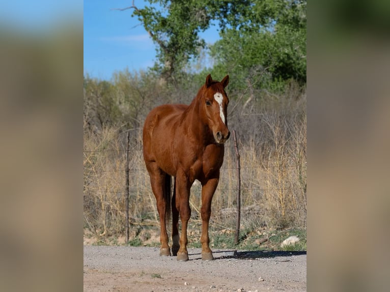 Quarter horse américain Hongre 11 Ans 150 cm Alezan brûlé in Camp Verde AZ