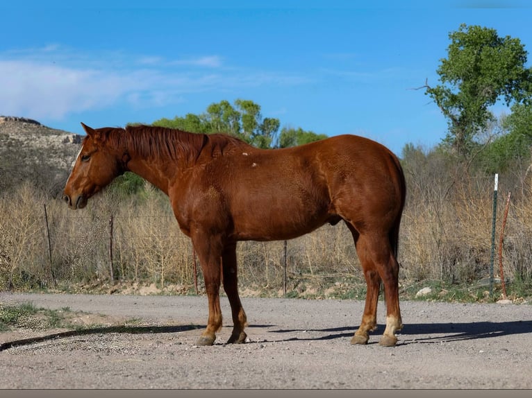 Quarter horse américain Hongre 11 Ans 150 cm Alezan brûlé in Camp Verde AZ