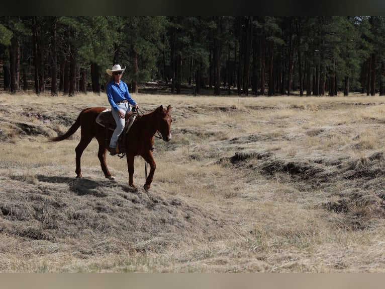 Quarter horse américain Hongre 11 Ans 150 cm Alezan brûlé in Cottonwood AZ
