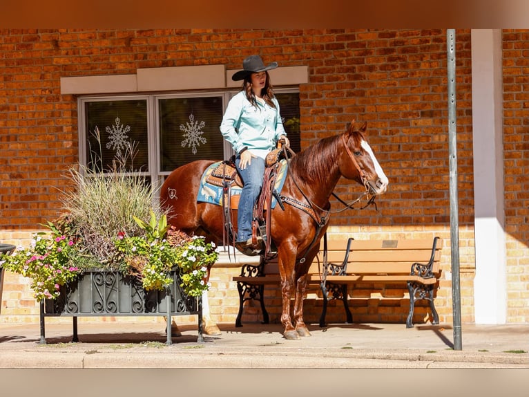 Quarter horse américain Hongre 11 Ans 150 cm Alezan brûlé in Rusk TX