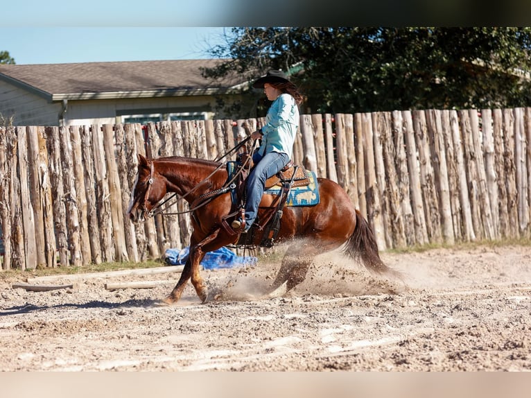 Quarter horse américain Hongre 11 Ans 150 cm Alezan brûlé in Rusk TX