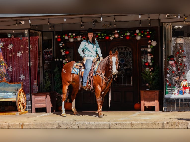 Quarter horse américain Hongre 11 Ans 150 cm Alezan brûlé in Rusk TX