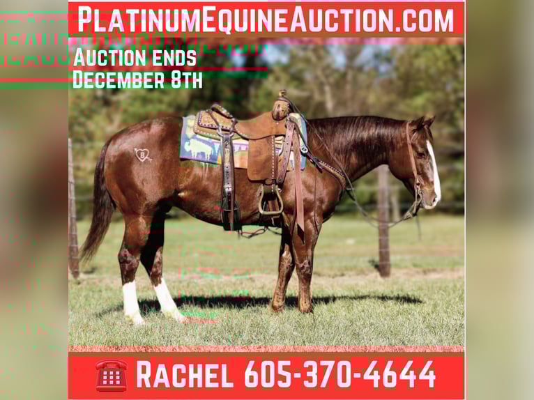 Quarter horse américain Hongre 11 Ans 150 cm Alezan brûlé in Rusk TX
