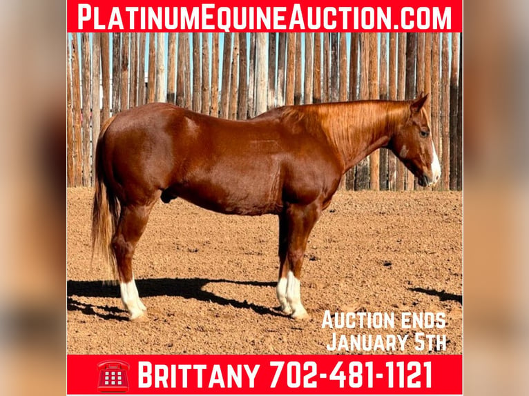 Quarter horse américain Hongre 11 Ans 150 cm Alezan brûlé in Stephenville TX