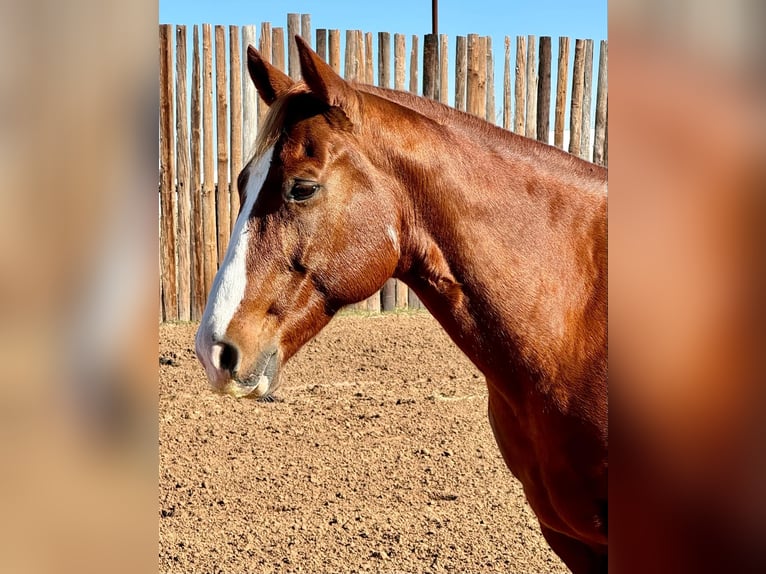 Quarter horse américain Hongre 11 Ans 150 cm Alezan brûlé in Stephenville TX