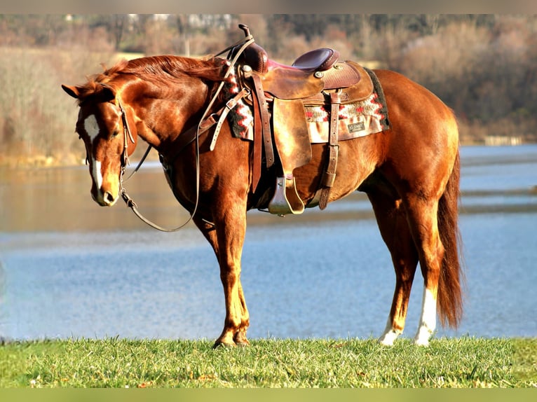 Quarter horse américain Hongre 11 Ans 150 cm Alezan cuivré in Rebersburg