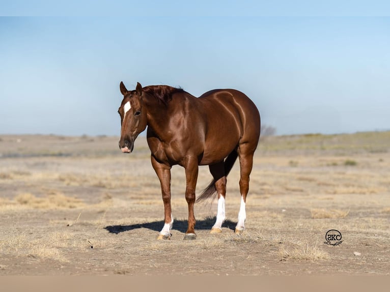 Quarter horse américain Hongre 11 Ans 150 cm Alezan cuivré in Canyon, TX