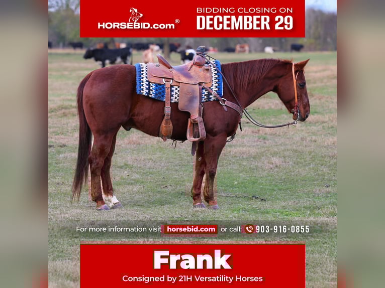 Quarter horse américain Hongre 11 Ans 150 cm Alezan cuivré in Ore City