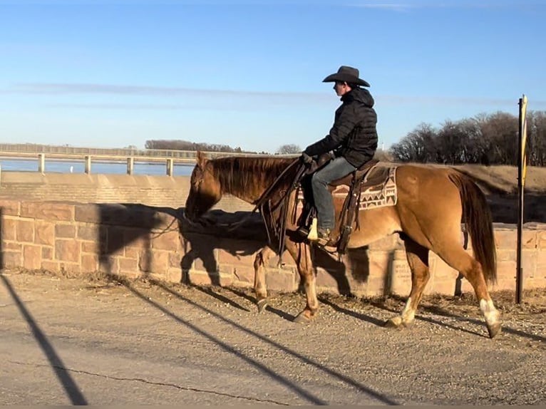 Quarter horse américain Hongre 11 Ans 150 cm Alezan dun in Valley Springs