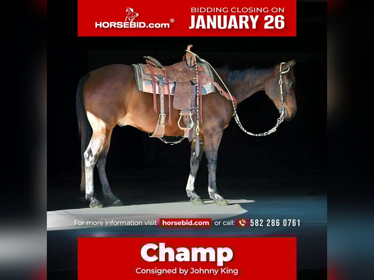 Quarter horse américain Hongre 11 Ans 150 cm Bai cerise in Rebersburg