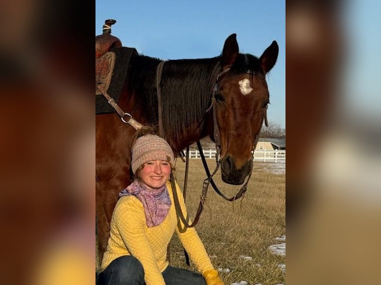 Quarter horse américain Hongre 11 Ans 150 cm Bai cerise in Kansas City, MO