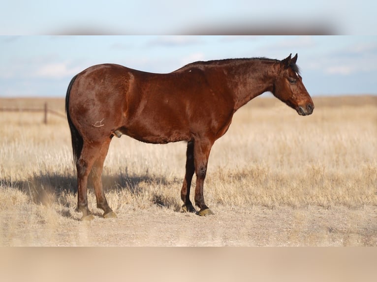 Quarter horse américain Hongre 11 Ans 150 cm Bai cerise in Canyon