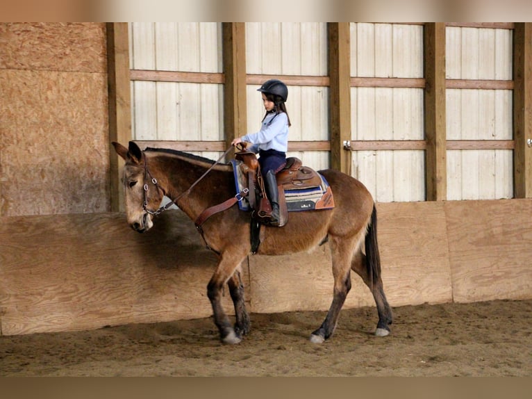 Quarter horse américain Hongre 11 Ans 150 cm Bai cerise in Highland MI