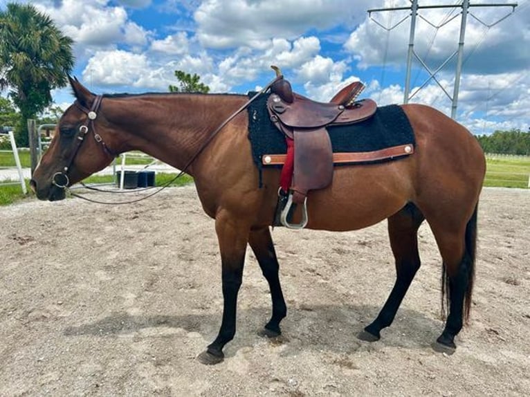Quarter horse américain Hongre 11 Ans 150 cm Bai cerise in Christmas Fl