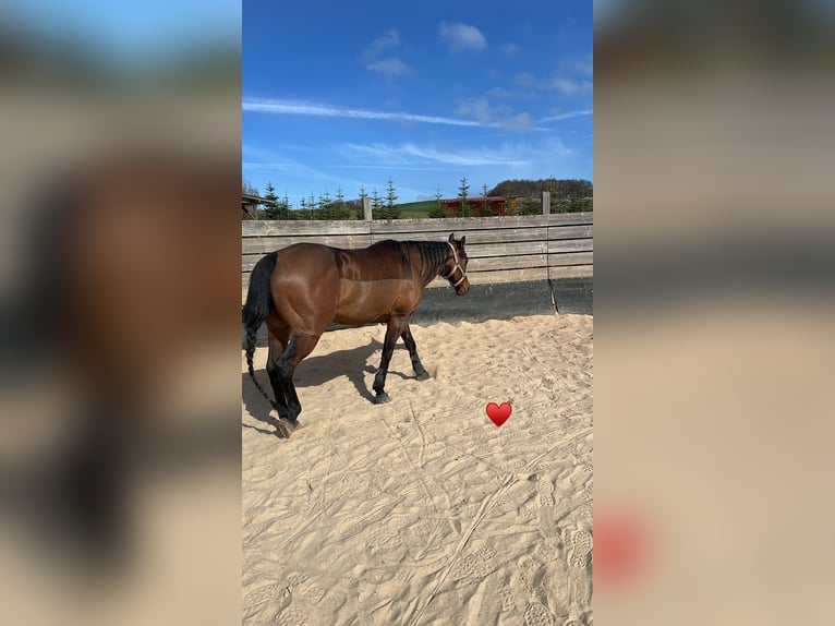 Quarter horse américain Hongre 11 Ans 150 cm Bai in Ilfeld