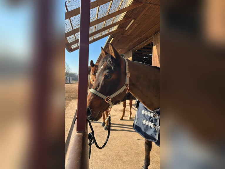 Quarter horse américain Hongre 11 Ans 150 cm Bai in Ilfeld