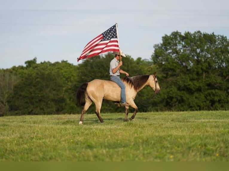 Quarter horse américain Hongre 11 Ans 150 cm Buckskin in canyon, tx