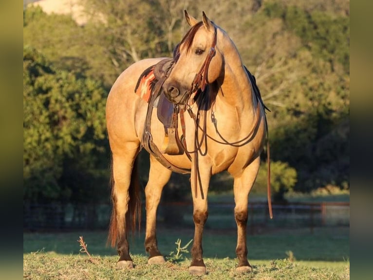 Quarter horse américain Hongre 11 Ans 150 cm Buckskin in Joshua, TX