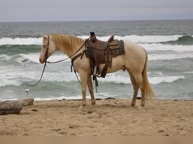 Quarter horse américain Hongre 11 Ans 150 cm Cremello in Paicines CA