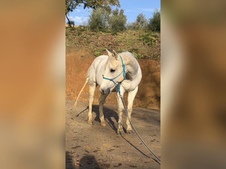 Quarter horse américain Hongre 11 Ans 150 cm Gris in Massarella