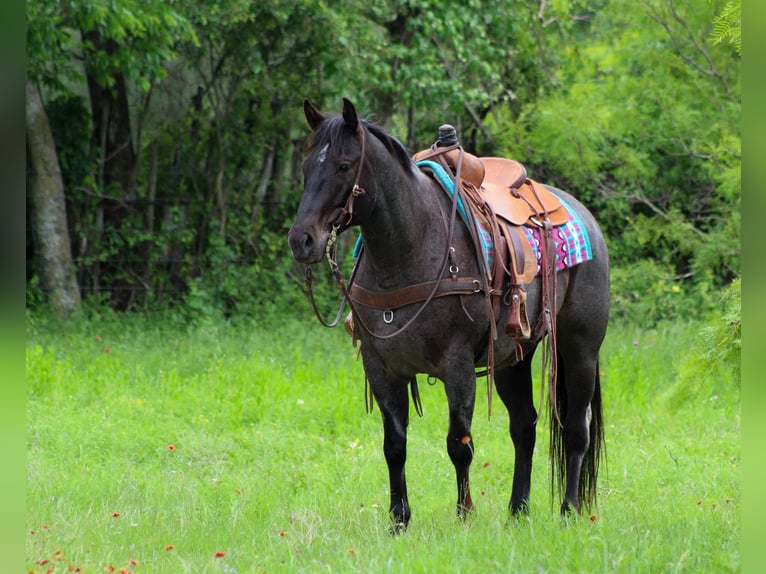 Quarter horse américain Hongre 11 Ans 150 cm Gris in Cottonwood AZ