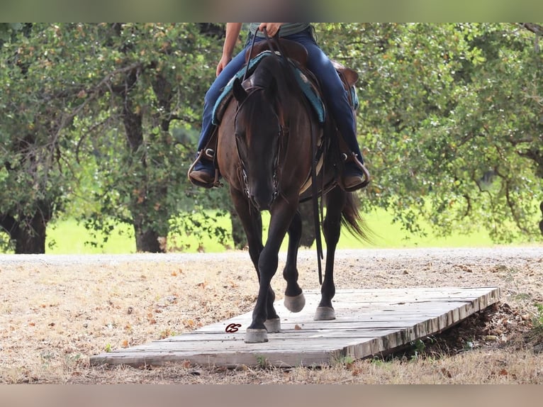 Quarter horse américain Hongre 11 Ans 150 cm Noir in Jacksboro, TX