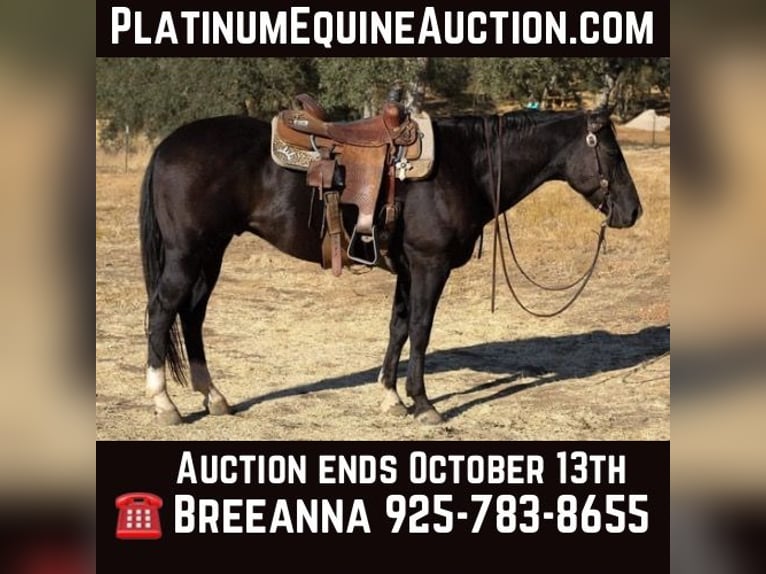 Quarter horse américain Hongre 11 Ans 150 cm Noir in Valley Springs  CA