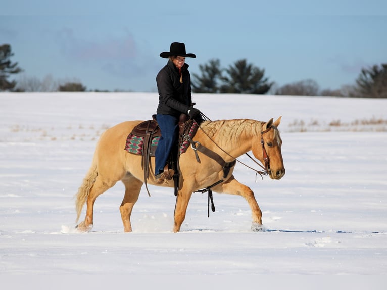 Quarter horse américain Hongre 11 Ans 150 cm Palomino in Clarion