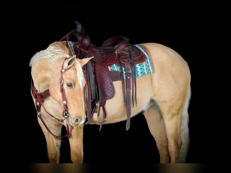Quarter horse américain Hongre 11 Ans 150 cm Palomino in Clarion