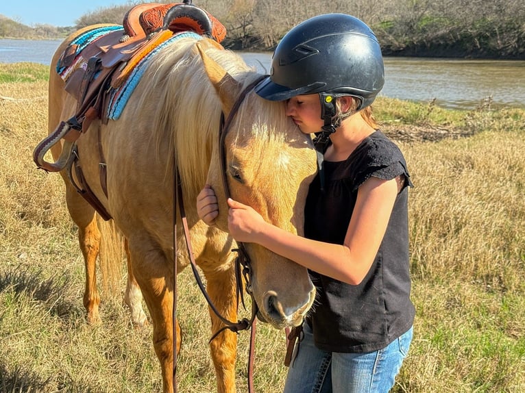 Quarter horse américain Hongre 11 Ans 150 cm Palomino in Weatherford