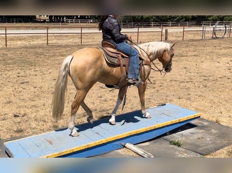 Quarter horse américain Hongre 11 Ans 150 cm Palomino in Paicines CA