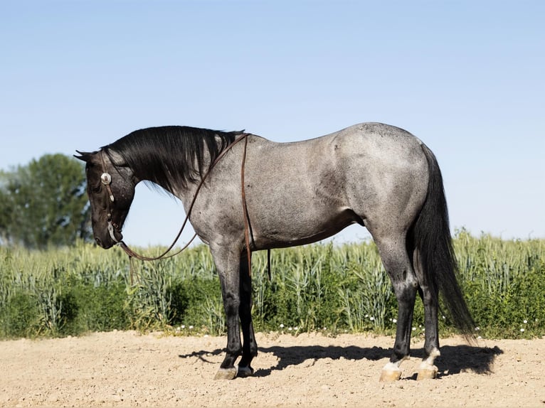 Quarter horse américain Hongre 11 Ans 150 cm Rouan Bleu in Caldwell ID