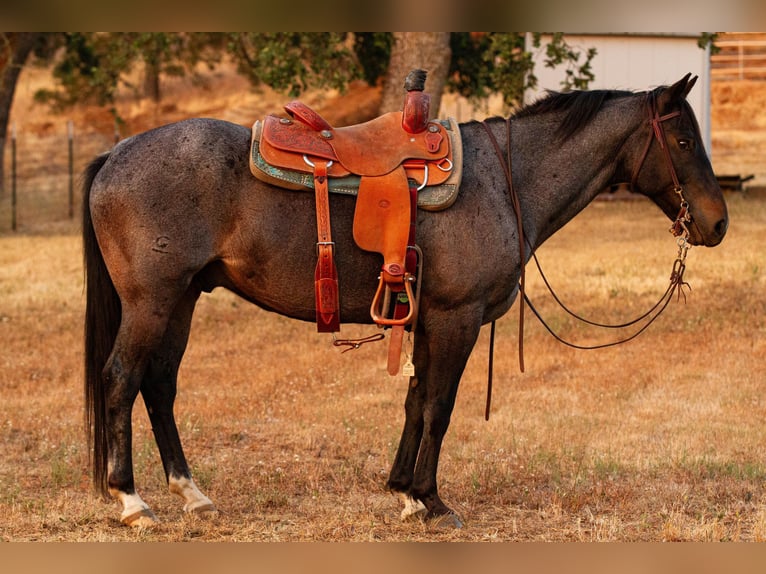 Quarter horse américain Hongre 11 Ans 150 cm Rouan Bleu in Valley Springs CA