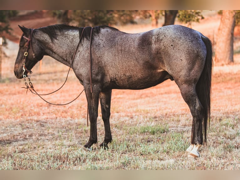 Quarter horse américain Hongre 11 Ans 150 cm Rouan Bleu in Valley Springs CA
