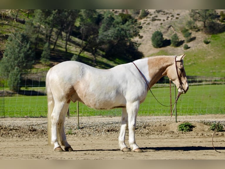 Quarter horse américain Hongre 11 Ans 150 cm Tobiano-toutes couleurs in Paicines CA