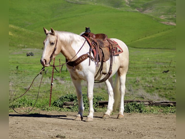 Quarter horse américain Hongre 11 Ans 150 cm Tobiano-toutes couleurs in Paicines CA