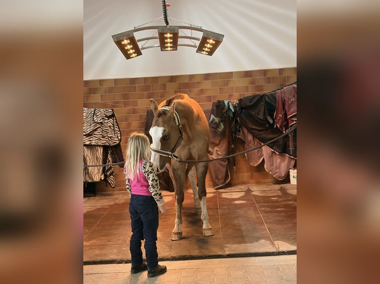 Quarter horse américain Hongre 11 Ans 151 cm Alezan dun in Waldkirchen