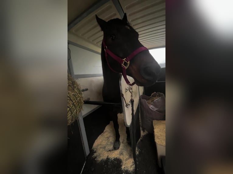 Quarter horse américain Hongre 11 Ans 151 cm Bai in Hinwil