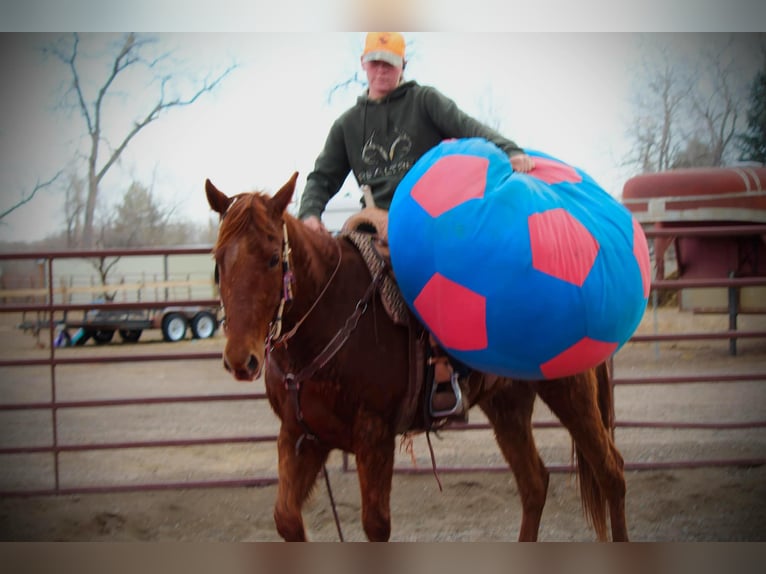 Quarter horse américain Hongre 11 Ans 152 cm Alezan brûlé in Fort Collins  CO