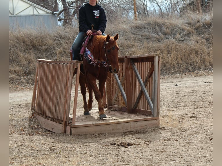 Quarter horse américain Hongre 11 Ans 152 cm Alezan brûlé in Fort Collins  CO