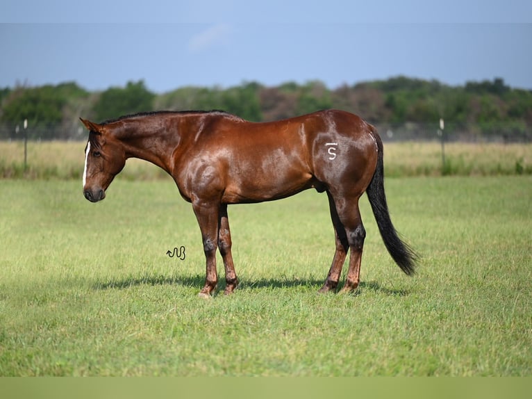 Quarter horse américain Hongre 11 Ans 152 cm Alezan cuivré in Waco