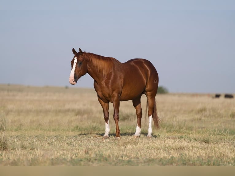 Quarter horse américain Hongre 11 Ans 152 cm Alezan cuivré in Nevis, MN