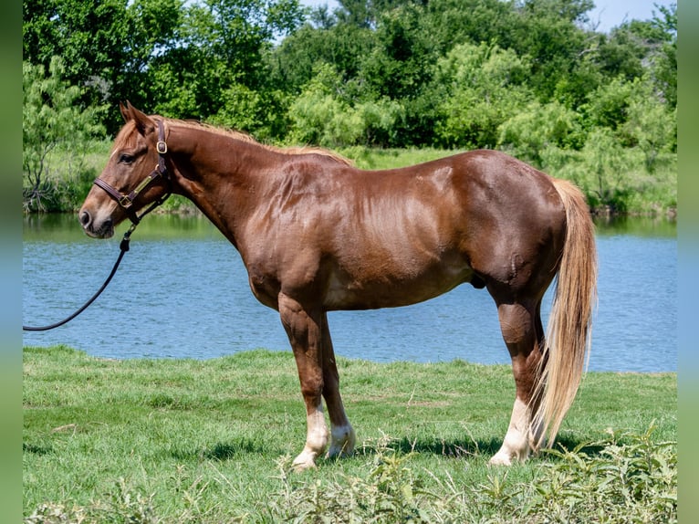 Quarter horse américain Hongre 11 Ans 152 cm Alezan cuivré in Stephenville