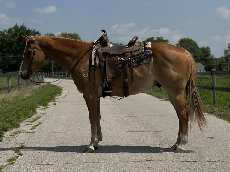 Quarter horse américain Hongre 11 Ans 152 cm Alezan cuivré in Muncie, IN
