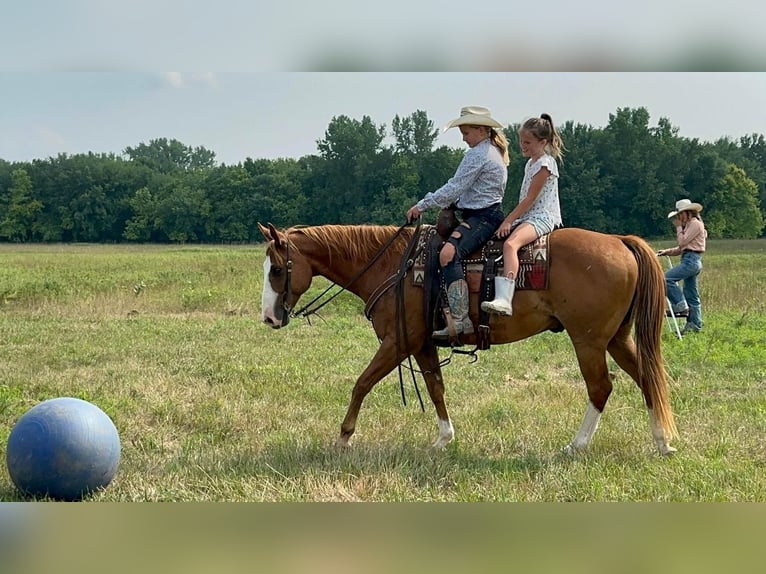 Quarter horse américain Hongre 11 Ans 152 cm Alezan cuivré in Valley Springs, SD