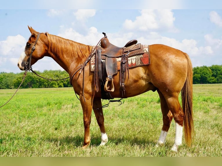 Quarter horse américain Hongre 11 Ans 152 cm Alezan cuivré in Valley Springs, SD
